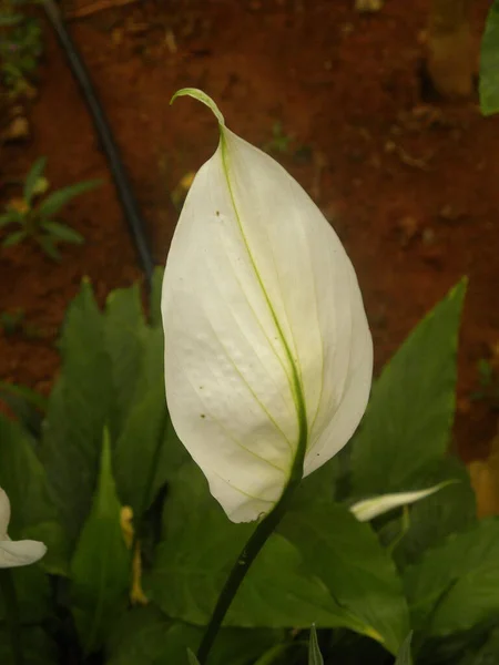 Couleur Blanche Anthurium Fleur Queue — Photo