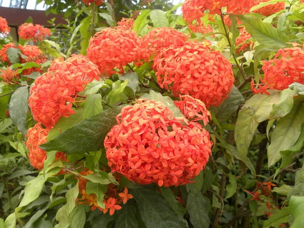 Orange Color Ixora Coccinea Jungle Geranium Flowers — Stock Photo, Image