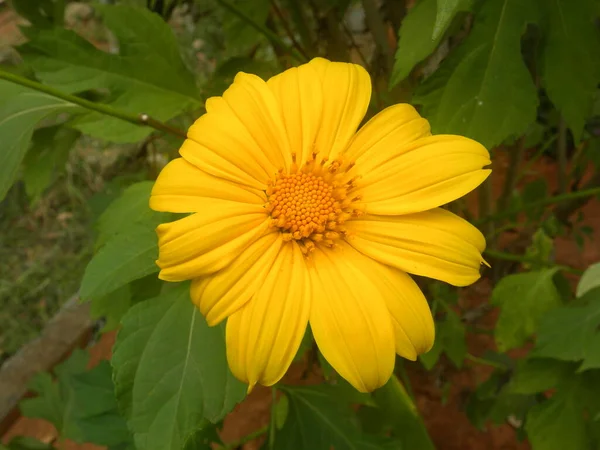 Flor Cosmos Amarillo Con Centro Naranja —  Fotos de Stock