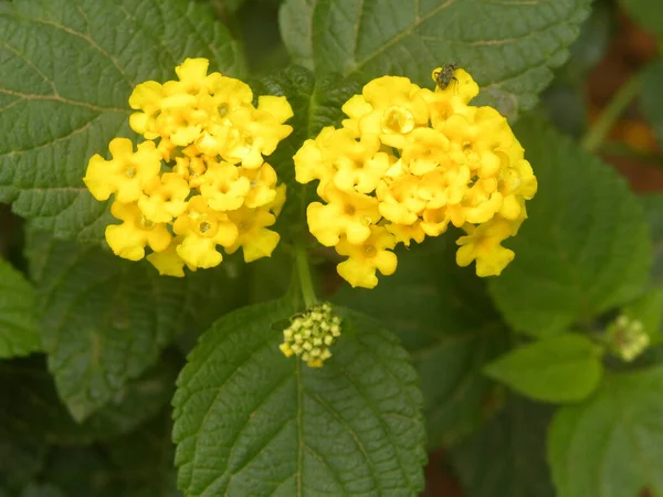 Sárga Színű Lantana Camara Virágok — Stock Fotó