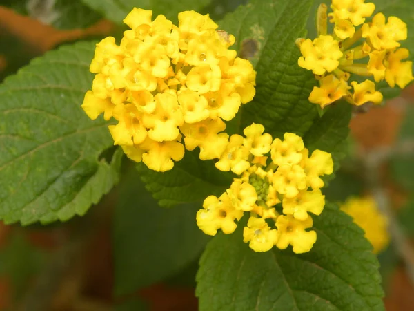 Sárga Színű Lantana Camara Virágok — Stock Fotó