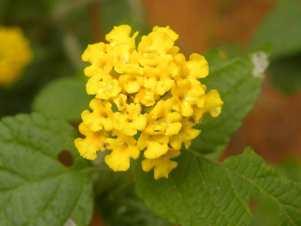 Желтый Цвет Lantana Camara Цветы — стоковое фото