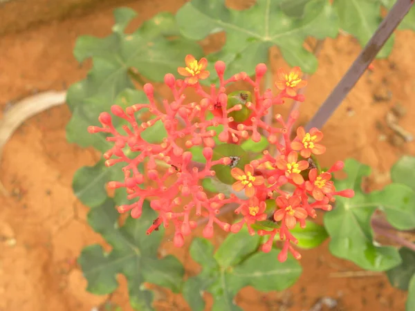 Vörös Színű Virágok Buddha Hasa Vagy Jatropha Podagrica Növény — Stock Fotó