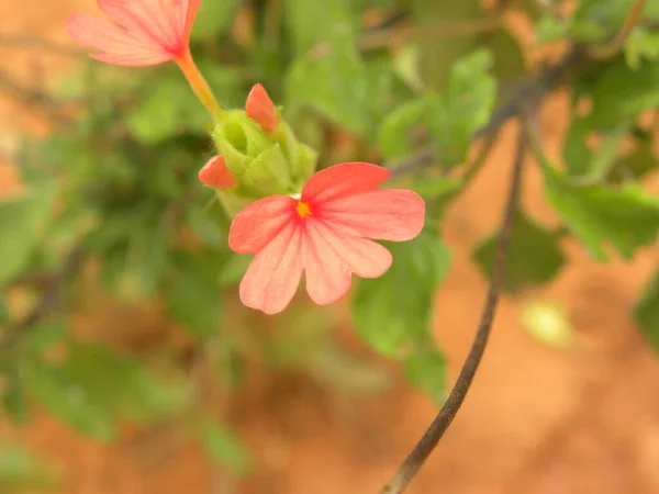 Red Color Flower Impatiens Jewel Weed Plant — Stock Photo, Image