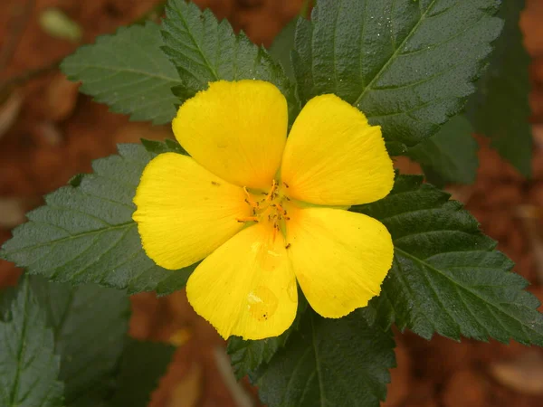 Kolor Żółty Mędrzec Różany Kwiat — Zdjęcie stockowe