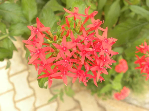 Rode Kleur Ixora Coccinea Jungle Geranium Bloemen — Stockfoto