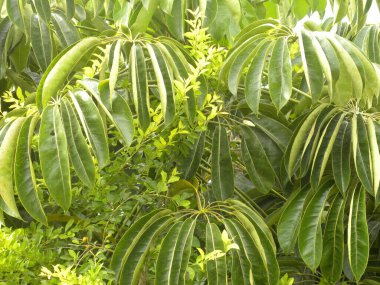 Şeftali veya Nektarin ağacının yeşil renk yaprakları