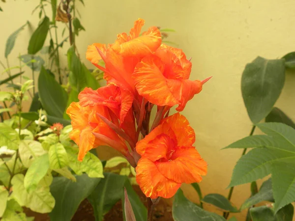 Bright Orange Color Canna Lily Flower Garden — Stock Photo, Image