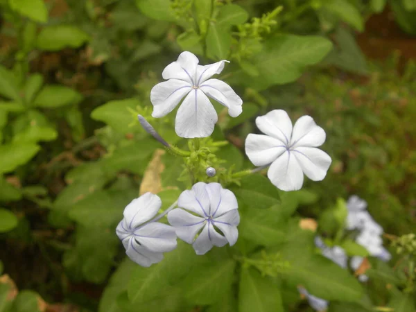 白い色のプランバゴの花やヨモギの花 — ストック写真