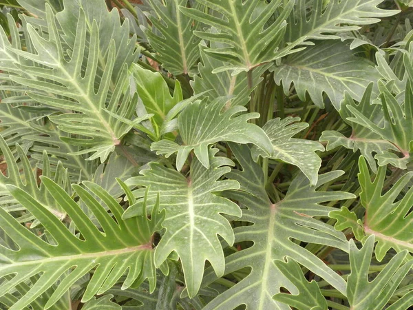 フィロデンドロン ザナドゥの大きな緑の葉 — ストック写真