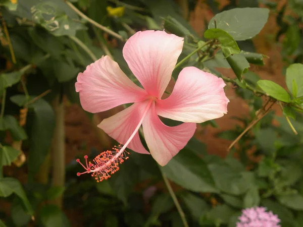 Ροζ Χρώμα Άνθος Hibiscus Rosa Sinensis — Φωτογραφία Αρχείου