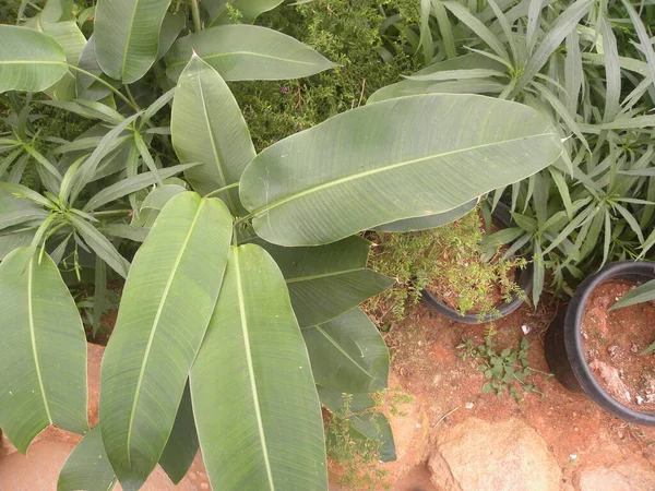 Grandes Feuilles Couleur Verte Ensete Ventricosum Bananier Éthiopien — Photo