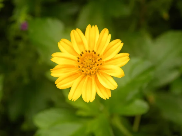 Cor Amarela Cosmos Flor — Fotografia de Stock