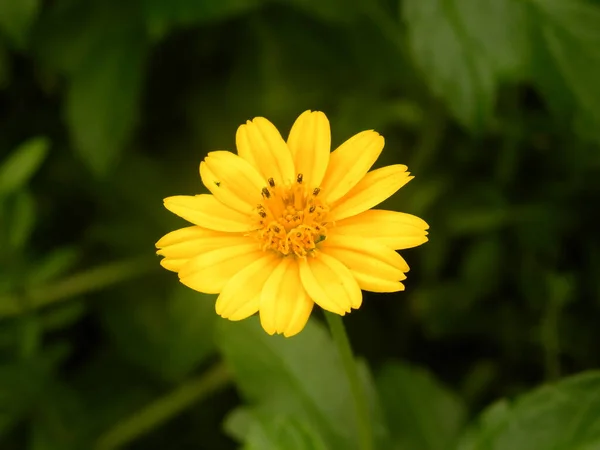 Yellow Color Cosmos Flower — Stock Photo, Image