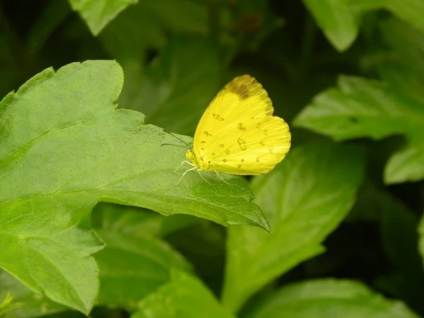 Common Grass Yellow Butterfly Eurema Hecabe Butterfly — Stock Photo, Image