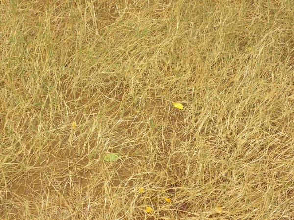 フィールド上の茶色と黄色の乾燥した草 — ストック写真