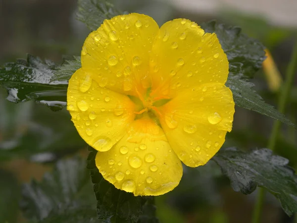 黄色いセージ色のバラの花やトルネラウルミフォリアの花 — ストック写真