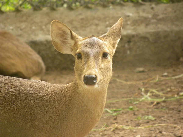 Indisch Varkenshaar Asporcinus — Stockfoto