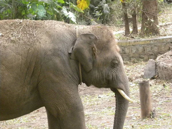 Veau Mâle Éléphant Indien Elephas Maximus Indicus Avec Défenses — Photo