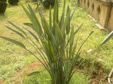 Canna zambak bitkisinin yeşil yaprakları