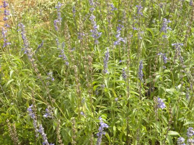 Büyük mavi lobelia ya da Lobelia sifilitika bitkisinin mavi ve lavanta rengi çiçekleri