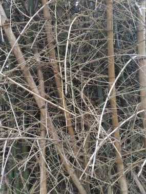 Kahverengi dalları olan kuru bambu ağaçları