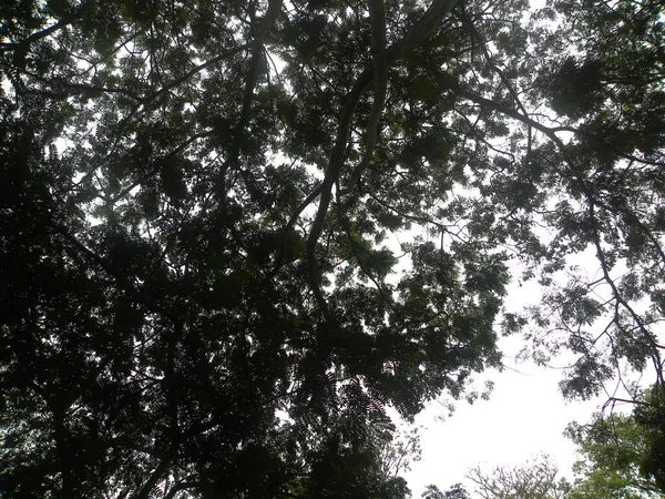 Silhouette Eines Großen Baumes Mit Himmel Auf Dem Hintergrund — Stockfoto