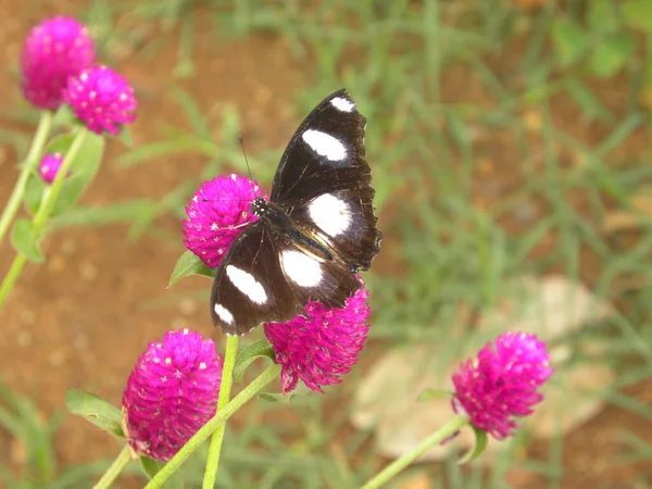 Hombre Danaid Eggfly Butterfly — Foto de Stock