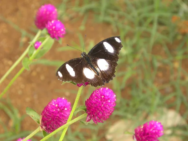 Borboleta Berinjela Danaid Macho — Fotografia de Stock