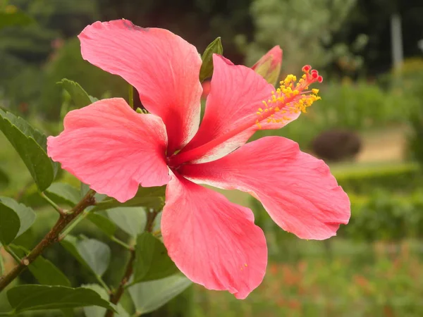 Color Rojo Hibiscus Rosa Sinensis Flor — Foto de Stock