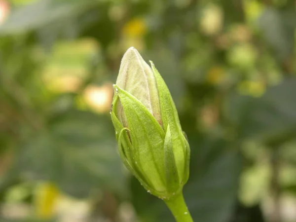 Grün Weiße Blütenknospe Von Hibiscus Rosa Sinensis — Stockfoto