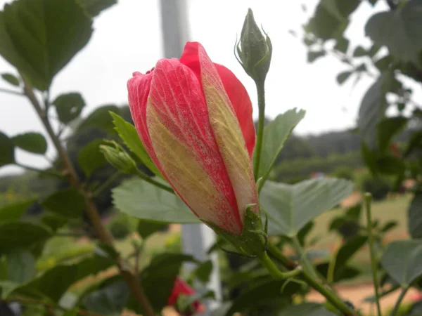 Rózsaszín Sárga Színű Rügy Hibiscus Rosa Sinensis Virág — Stock Fotó