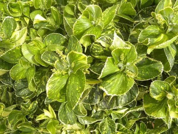 Feuilles Couleur Jaune Verte Plante Panachée Tricolore Coleus — Photo