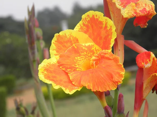 オレンジと黄色の色カンナユリの花 — ストック写真