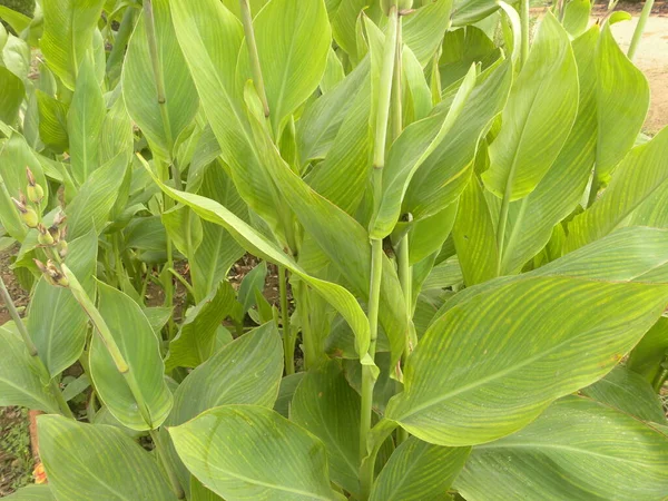 Folhas Cor Verde Planta Lírio Canna — Fotografia de Stock