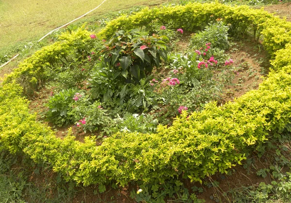 Jardín Circular Con Hojas Color Amarillo Verde Plantas Duranta Erecta — Foto de Stock