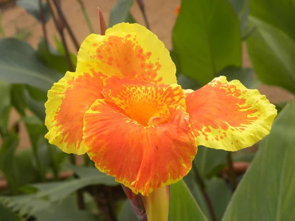 Couleur Orange Jaune Canna Fleur Lys — Photo