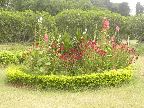 Jardín Forma Circular Con Hermosas Flores Colores — Foto de Stock