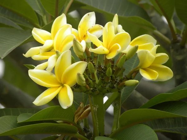 Světle Žlutá Bílá Barva Frangipani Nebo Plumeria Květiny — Stock fotografie
