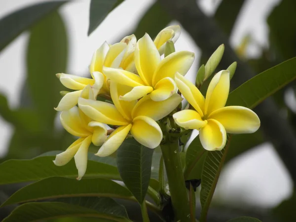 Color Amarillo Claro Blanco Flores Frangipani Plumeria — Foto de Stock