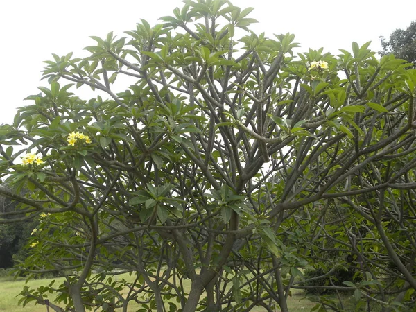 Frangipani Atau Pohon Plumeria Dengan Daun Hijau — Stok Foto