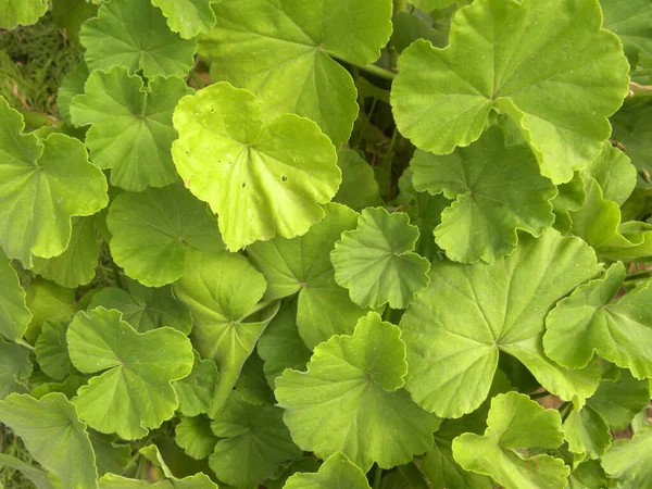 Hojas Color Verde Planta Geranio Pelargonium Zonal Geranium — Foto de Stock