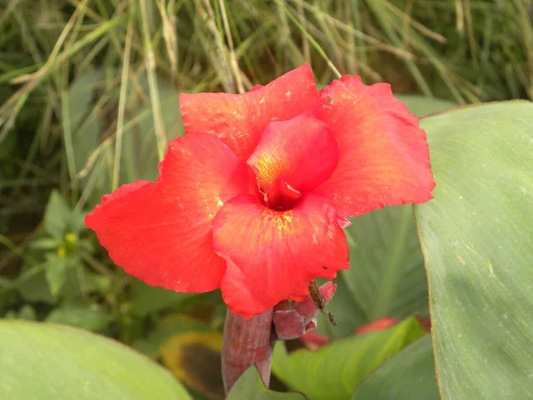 Couleur Rouge Canna Fleur Lis Dans Jardin — Photo