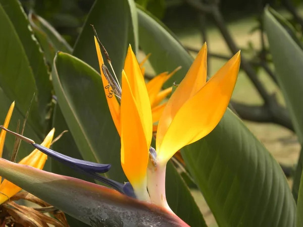 Kolor Żółty Pomarańczowy Ptak Raju Kwiat Lub Strelitzia Kwiat — Zdjęcie stockowe