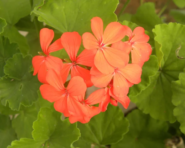 Orange Color Geranium Pelargonium Cranesbill Flowers — Stock Photo, Image