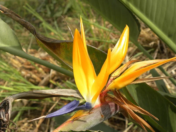 Sárga Narancssárga Szín Madár Paradicsom Virág Vagy Strelitzia Virág — Stock Fotó