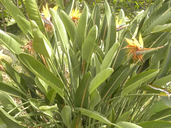 Groene Kleur Bladeren Van Paradijsvogel Plant Strelitzia Plant — Stockfoto
