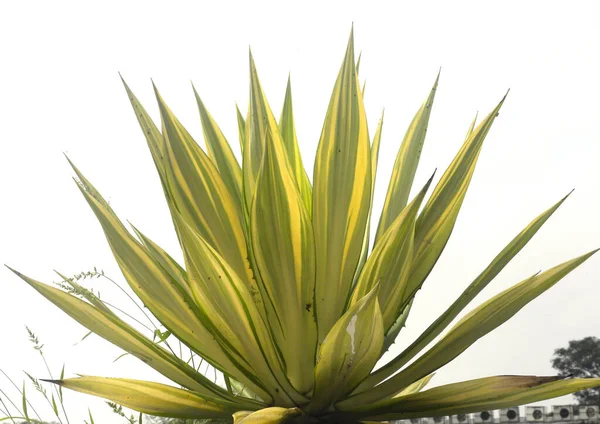 黄色と緑の葉と鋭いスパイクを持つアガベ植物 — ストック写真
