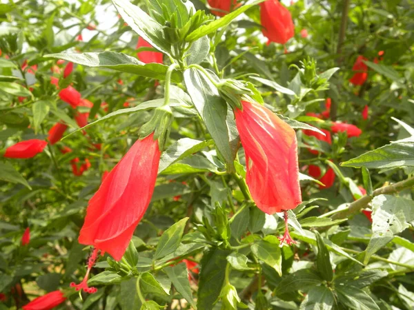 Pequenas Flores Hibiscus Cor Vermelha Flores Malva Rosa — Fotografia de Stock