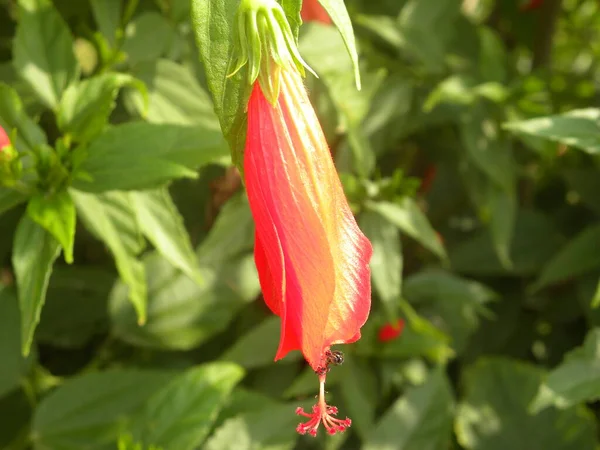 Kis Piros Színű Hibiscus Virág Vagy Rose Mályvacukor Virág — Stock Fotó